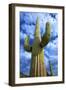 Organ Pipe Cactus National Monument, Ajo Mountain Drive in the Desert-Richard Wright-Framed Photographic Print