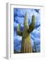 Organ Pipe Cactus National Monument, Ajo Mountain Drive in the Desert-Richard Wright-Framed Photographic Print