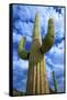 Organ Pipe Cactus National Monument, Ajo Mountain Drive in the Desert-Richard Wright-Framed Stretched Canvas