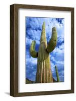 Organ Pipe Cactus National Monument, Ajo Mountain Drive in the Desert-Richard Wright-Framed Photographic Print