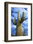 Organ Pipe Cactus National Monument, Ajo Mountain Drive in the Desert-Richard Wright-Framed Photographic Print