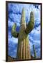 Organ Pipe Cactus National Monument, Ajo Mountain Drive in the Desert-Richard Wright-Framed Premium Photographic Print