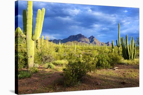 Organ Pipe Cactus National Monument, Ajo Mountain Drive in the Desert-Richard Wright-Stretched Canvas