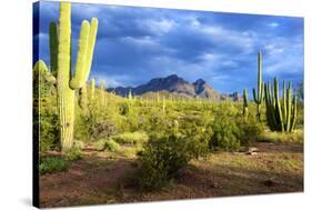 Organ Pipe Cactus National Monument, Ajo Mountain Drive in the Desert-Richard Wright-Stretched Canvas