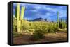 Organ Pipe Cactus National Monument, Ajo Mountain Drive in the Desert-Richard Wright-Framed Stretched Canvas