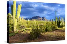 Organ Pipe Cactus National Monument, Ajo Mountain Drive in the Desert-Richard Wright-Stretched Canvas