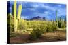 Organ Pipe Cactus National Monument, Ajo Mountain Drive in the Desert-Richard Wright-Stretched Canvas