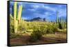 Organ Pipe Cactus National Monument, Ajo Mountain Drive in the Desert-Richard Wright-Framed Stretched Canvas