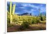 Organ Pipe Cactus National Monument, Ajo Mountain Drive in the Desert-Richard Wright-Framed Photographic Print