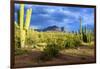 Organ Pipe Cactus National Monument, Ajo Mountain Drive in the Desert-Richard Wright-Framed Photographic Print