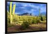 Organ Pipe Cactus National Monument, Ajo Mountain Drive in the Desert-Richard Wright-Framed Photographic Print