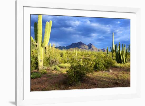 Organ Pipe Cactus National Monument, Ajo Mountain Drive in the Desert-Richard Wright-Framed Photographic Print