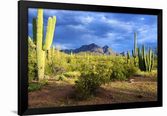 Organ Pipe Cactus National Monument, Ajo Mountain Drive in the Desert-Richard Wright-Framed Photographic Print