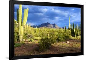 Organ Pipe Cactus National Monument, Ajo Mountain Drive in the Desert-Richard Wright-Framed Photographic Print