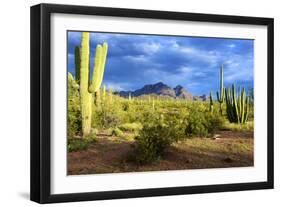 Organ Pipe Cactus National Monument, Ajo Mountain Drive in the Desert-Richard Wright-Framed Photographic Print