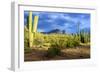 Organ Pipe Cactus National Monument, Ajo Mountain Drive in the Desert-Richard Wright-Framed Photographic Print