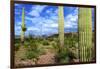 Organ Pipe Cactus National Monument, Ajo Mountain Drive in the Desert-Richard Wright-Framed Photographic Print