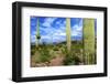 Organ Pipe Cactus National Monument, Ajo Mountain Drive in the Desert-Richard Wright-Framed Photographic Print