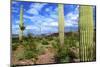 Organ Pipe Cactus National Monument, Ajo Mountain Drive in the Desert-Richard Wright-Mounted Photographic Print