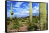 Organ Pipe Cactus National Monument, Ajo Mountain Drive in the Desert-Richard Wright-Framed Stretched Canvas