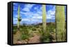 Organ Pipe Cactus National Monument, Ajo Mountain Drive in the Desert-Richard Wright-Framed Stretched Canvas