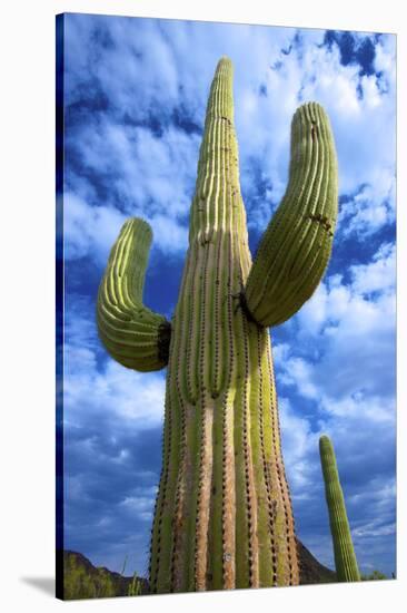 Organ Pipe Cactus National Monument, Ajo Mountain Drive in the Desert-Richard Wright-Stretched Canvas