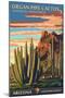 Organ Pipe Cactus National Monument, Arizona-Lantern Press-Mounted Art Print