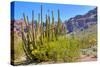 Organ Pipe Cactus National Monument-Anton Foltin-Stretched Canvas