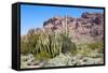 Organ Pipe Cactus National Monument-Anton Foltin-Framed Stretched Canvas