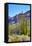 Organ Pipe Cactus National Monument-Anton Foltin-Framed Stretched Canvas