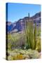 Organ Pipe Cactus National Monument-Anton Foltin-Stretched Canvas