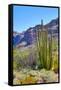 Organ Pipe Cactus National Monument-Anton Foltin-Framed Stretched Canvas