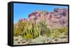 Organ Pipe Cactus National Monument-Anton Foltin-Framed Stretched Canvas