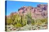 Organ Pipe Cactus National Monument-Anton Foltin-Stretched Canvas