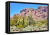 Organ Pipe Cactus National Monument-Anton Foltin-Framed Stretched Canvas