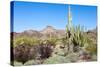 Organ Pipe Cactus National Monument-Anton Foltin-Stretched Canvas