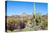 Organ Pipe Cactus National Monument-Anton Foltin-Stretched Canvas