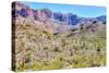 Organ Pipe Cactus National Monument-Anton Foltin-Stretched Canvas