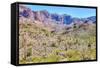 Organ Pipe Cactus National Monument-Anton Foltin-Framed Stretched Canvas