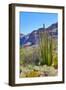 Organ Pipe Cactus National Monument-Anton Foltin-Framed Photographic Print