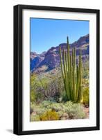 Organ Pipe Cactus National Monument-Anton Foltin-Framed Photographic Print