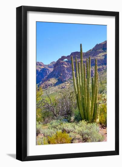 Organ Pipe Cactus National Monument-Anton Foltin-Framed Photographic Print