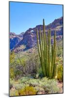 Organ Pipe Cactus National Monument-Anton Foltin-Mounted Photographic Print