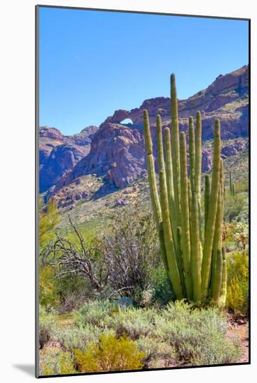 Organ Pipe Cactus National Monument-Anton Foltin-Mounted Photographic Print