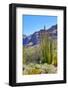 Organ Pipe Cactus National Monument-Anton Foltin-Framed Photographic Print