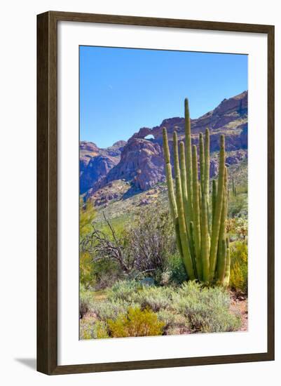 Organ Pipe Cactus National Monument-Anton Foltin-Framed Photographic Print
