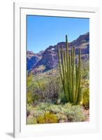 Organ Pipe Cactus National Monument-Anton Foltin-Framed Photographic Print