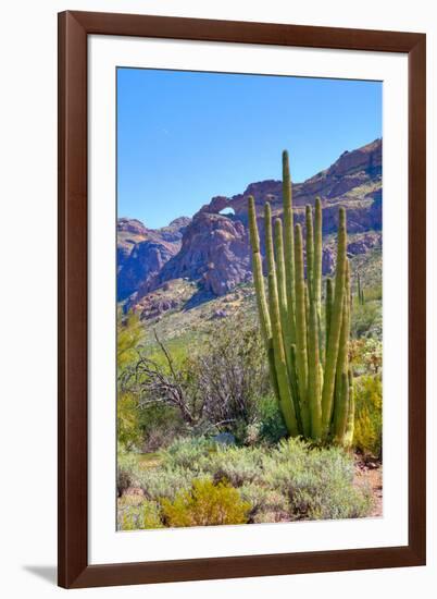 Organ Pipe Cactus National Monument-Anton Foltin-Framed Photographic Print