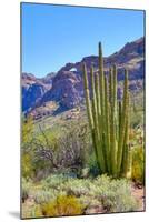 Organ Pipe Cactus National Monument-Anton Foltin-Mounted Photographic Print