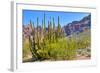 Organ Pipe Cactus National Monument-Anton Foltin-Framed Photographic Print